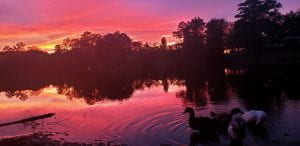 Ducks at sunset 